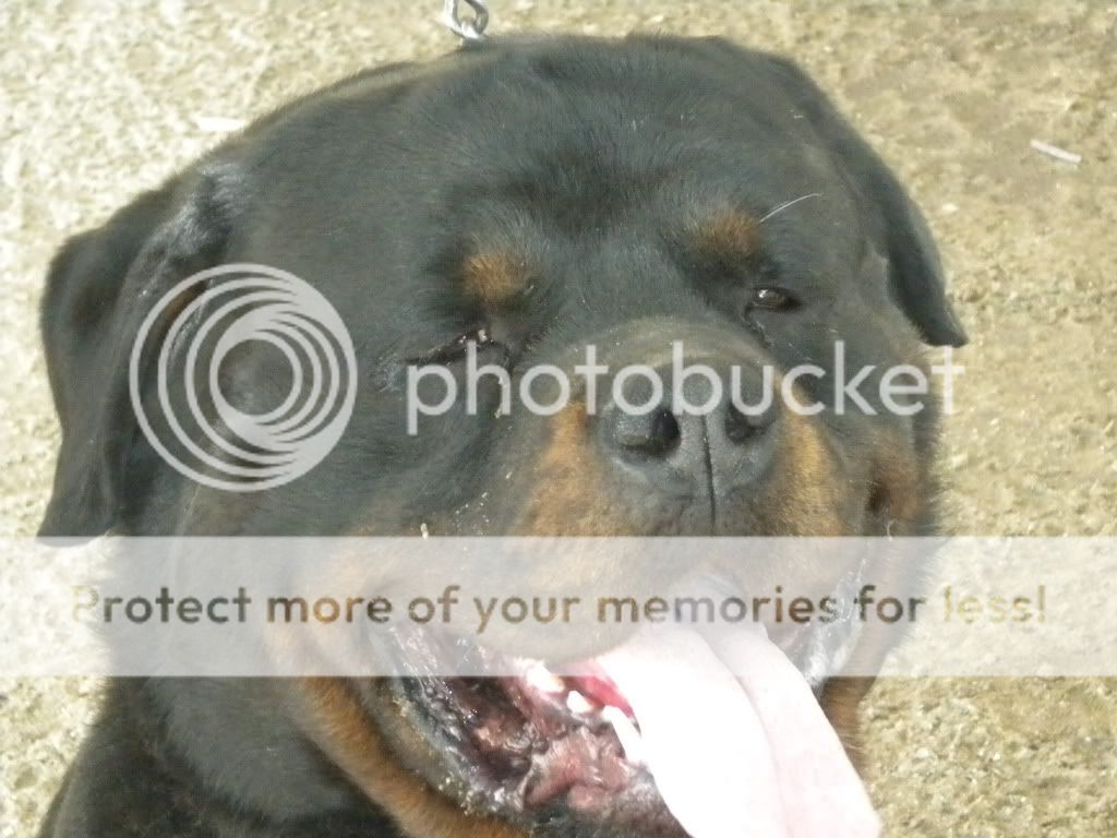 purebred rottweiler purebred rottweiler www imgkid the image kid has it purebred rottweiler purebred rottweiler www imgkid the image kid has it