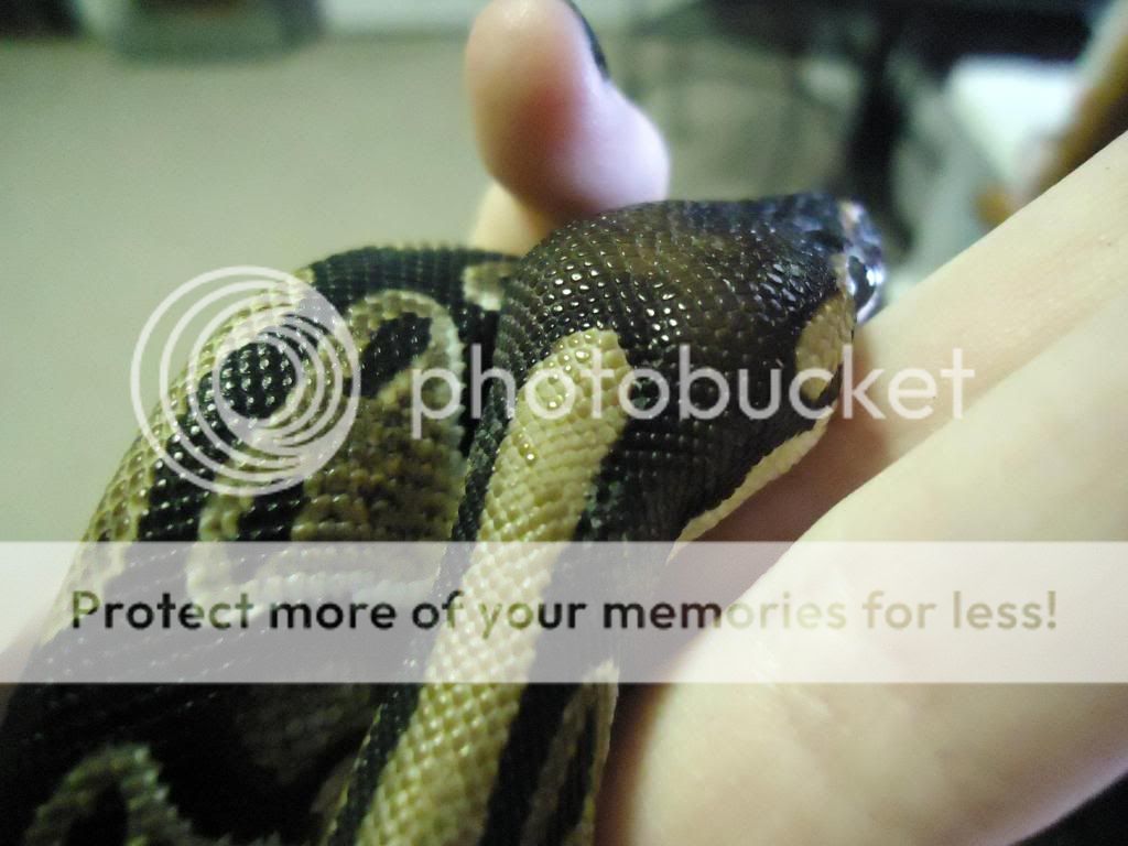 My ball python seems to have a little scale problem. : r/Pets